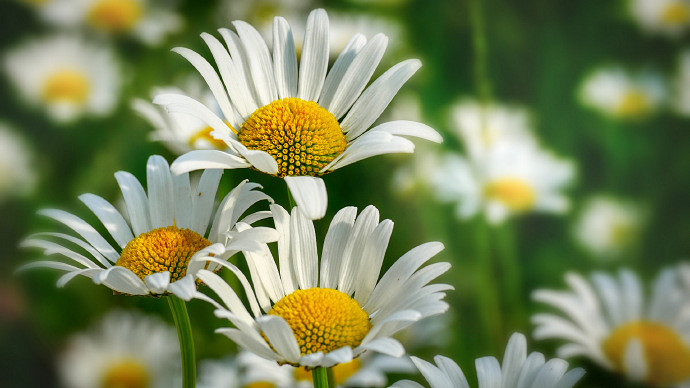 《英雄聯盟》我女朋友的媽媽雙字ID5分享