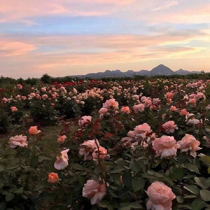 《英雄聯盟》不矯情的網名大全