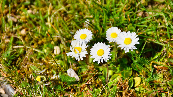 《英雄聯盟》我女朋友的媽媽雙字ID5分享
