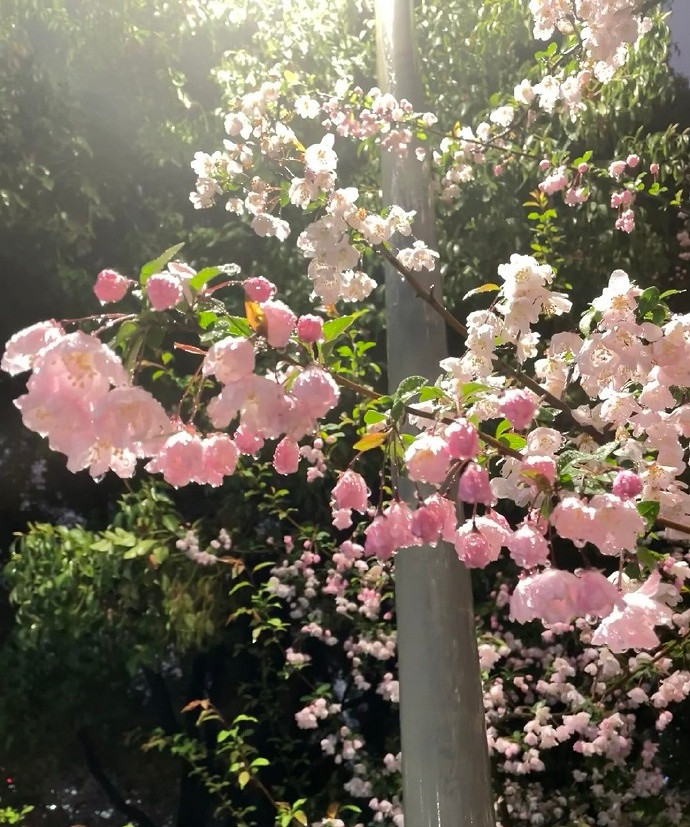 《英雄聯盟》不矯情的網名大全