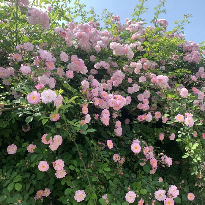 《英雄聯盟》不矯情的網名大全