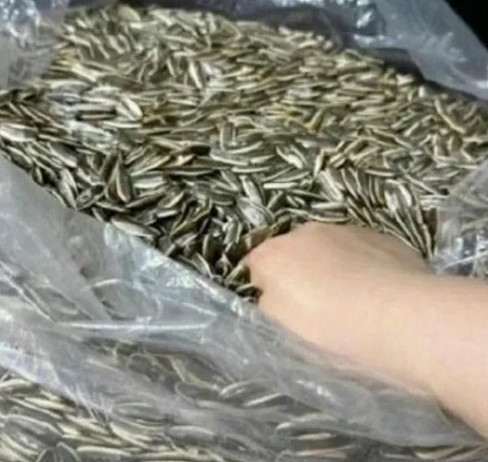 遊戲還沒發售,《昭和米國物語》怎麽就和"幣圈詐騙"扯上關係了? 遊戲還沒發售,《昭和米國物語》怎麽就和"幣圈詐騙"扯上關係了?