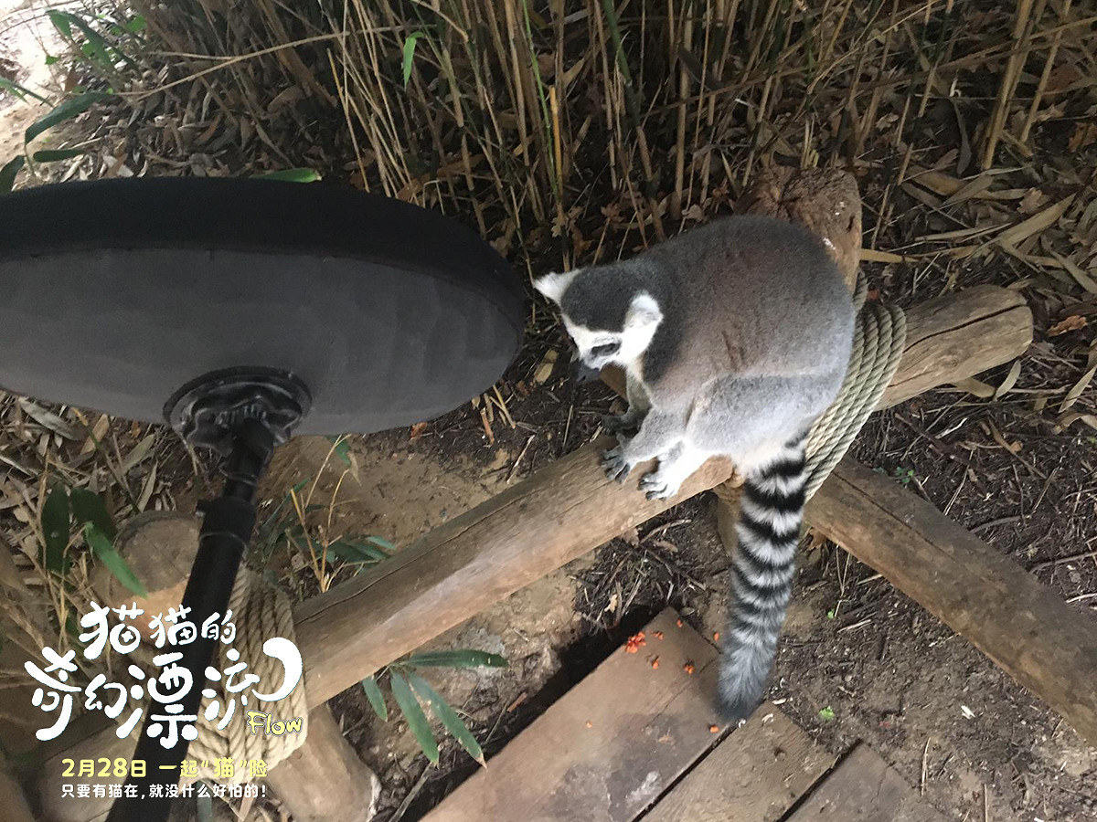 《貓貓的奇幻漂流》幕後特輯曝光 可愛萌寵誕生記! 《貓貓的奇幻漂流》幕後特輯曝光 可愛萌寵誕生記!