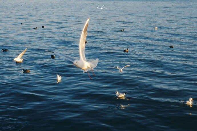 《英雄聯盟》朋友的媽媽雙字ID一覽 《英雄聯盟》朋友的媽媽雙字ID一覽