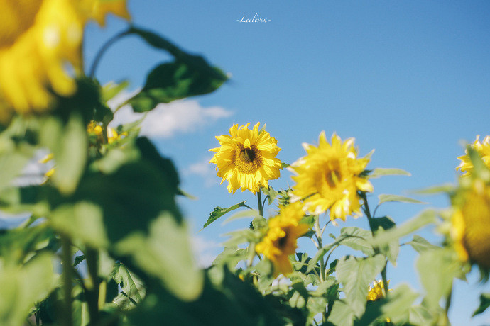 《英雄聯盟》朋友的媽媽雙字ID一覽 《英雄聯盟》朋友的媽媽雙字ID一覽