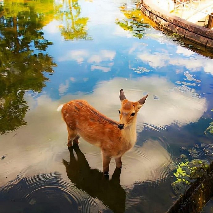 《英雄聯盟》比較瘋癲的網名匯總 《英雄聯盟》比較瘋癲的網名匯總