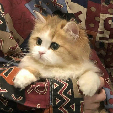 《英雄聯盟》一聽就很顛的網名大全