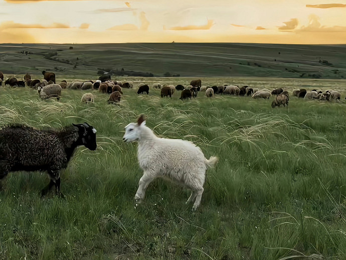 《英雄聯盟》女人看淡一切的暱稱推薦