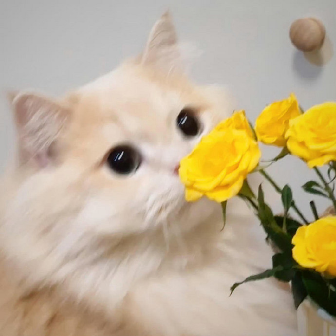 《英雄聯盟》一聽就很顛的網名大全