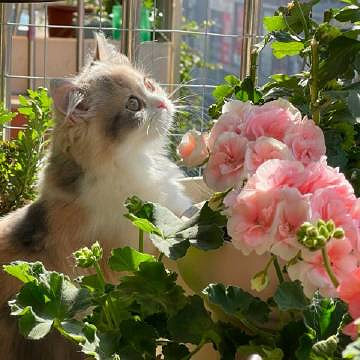 《英雄聯盟》100個稀有暱稱男介紹