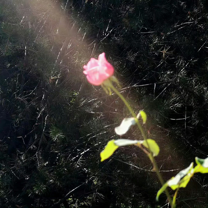 《英雄聯盟》感性人低調暱稱一覽