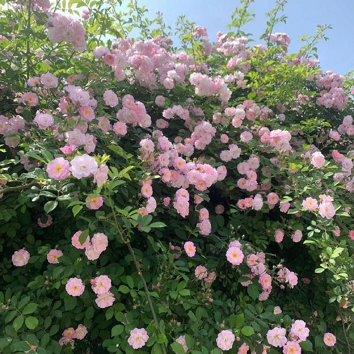 《英雄聯盟》一秒封神的網名推薦