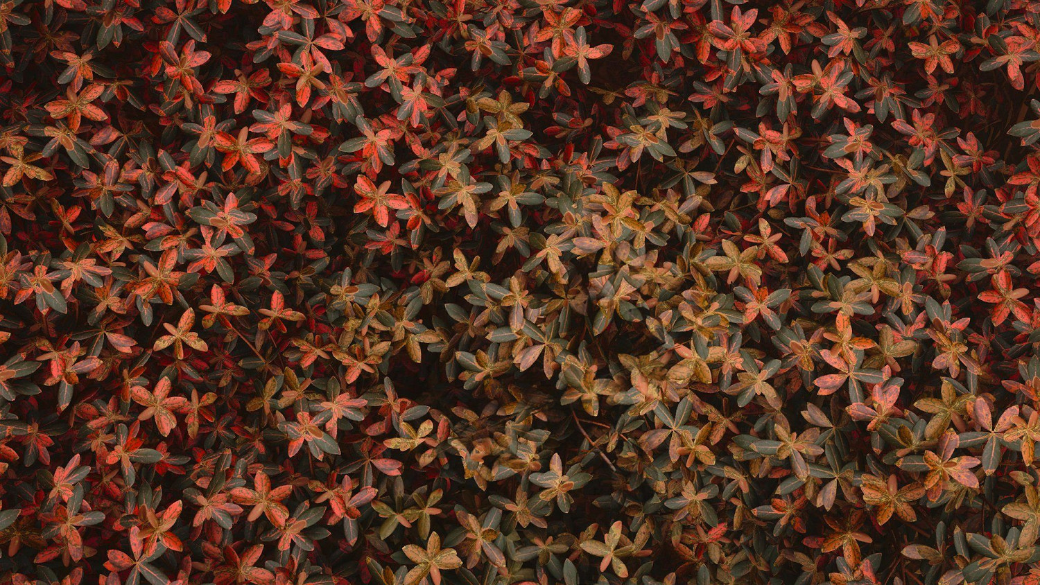 《刺客教條：影》精美截圖賞：風景絕佳 春意盎然！