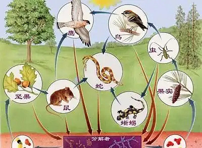 《小鬆林》試玩:一場小而美的生態試驗 《小鬆林》試玩:一場小而美的生態試驗