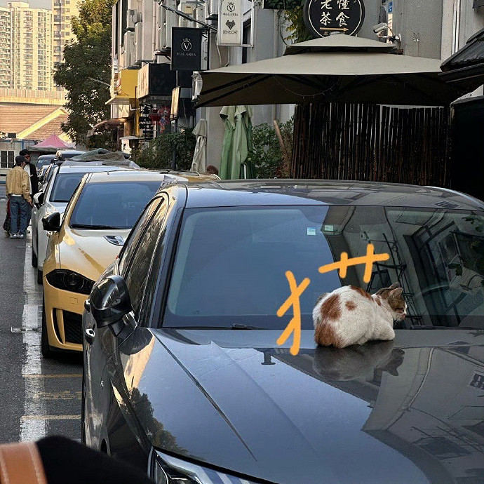 《英雄聯盟》高冷禦姐網名大全 《英雄聯盟》高冷禦姐網名大全