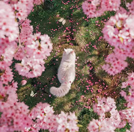 《英雄聯盟》好聽稀少的名字大全