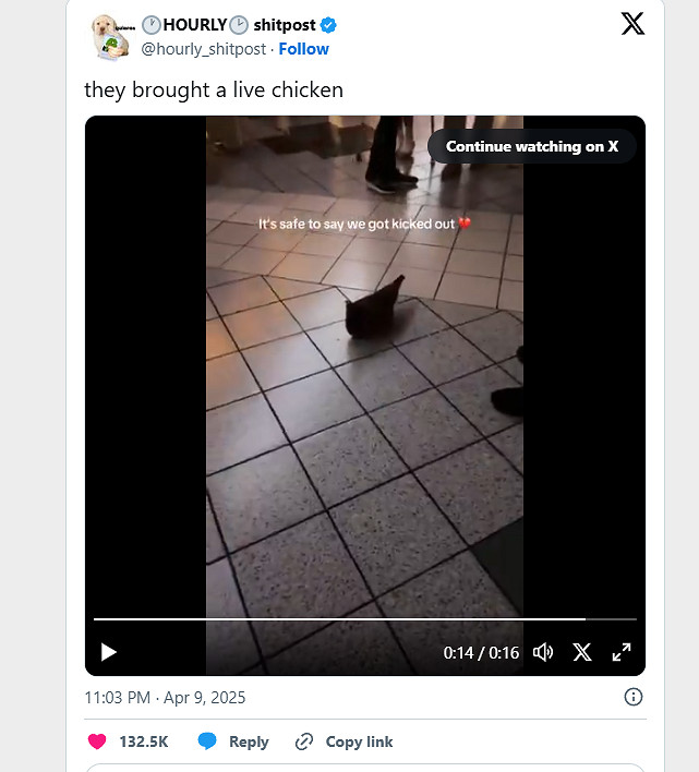 雞騎士人氣火爆 國外觀眾帶了一隻雞去看《當個創世神麥塊大電影》 雞騎士人氣火爆 國外觀眾帶了一隻雞去看《當個創世神麥塊大電影》