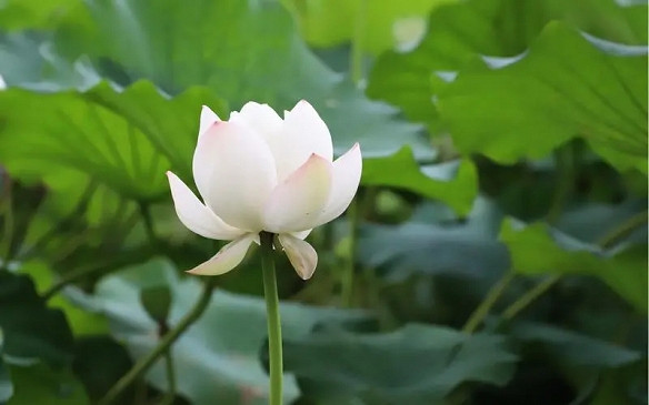 《英雄聯盟》2025暱稱女生簡短好聽大全