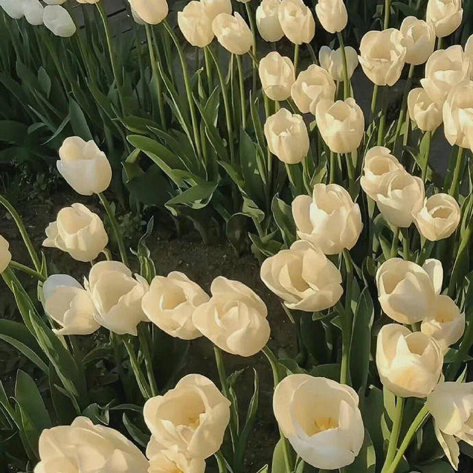 《英雄聯盟》獨特好聽的id大全 《英雄聯盟》獨特好聽的id大全