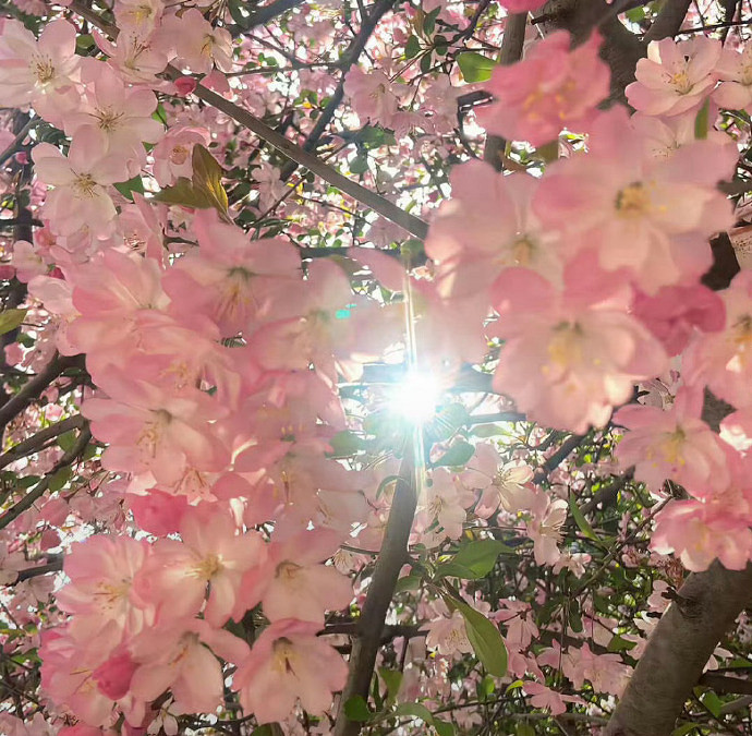 《英雄聯盟》2025最新暱稱可愛仙女介紹