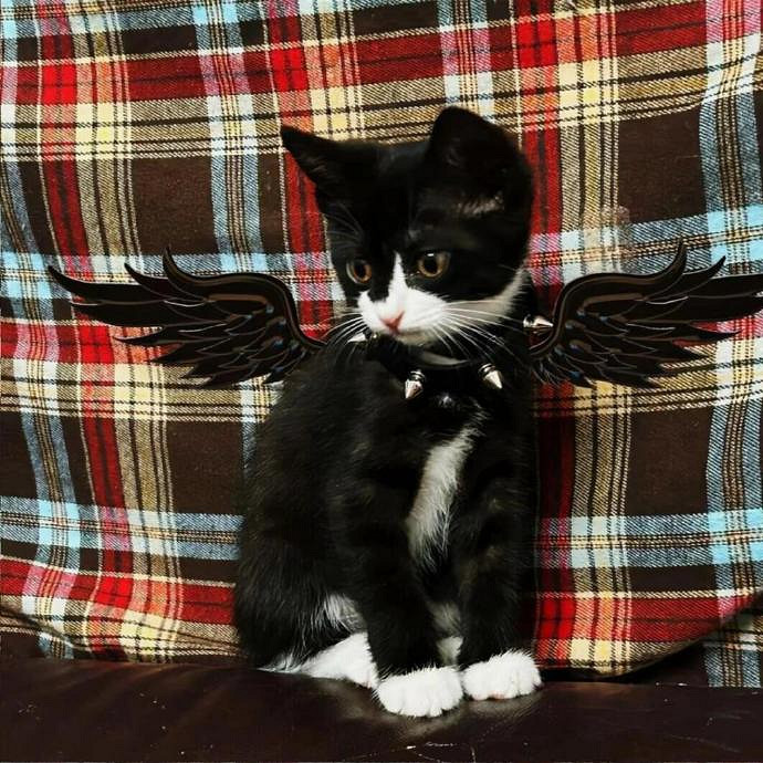 《英雄聯盟》預示好運的名字大全