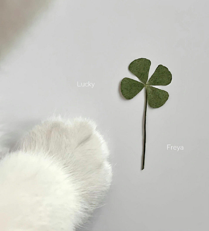 《英雄聯盟》看淡世事滄桑的網名分享