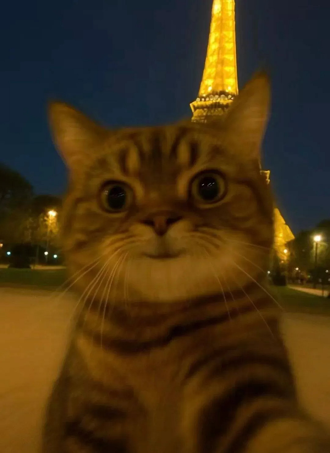 說實話！最近網路爆火醜貓表情包、頭像人人都在頑梗！