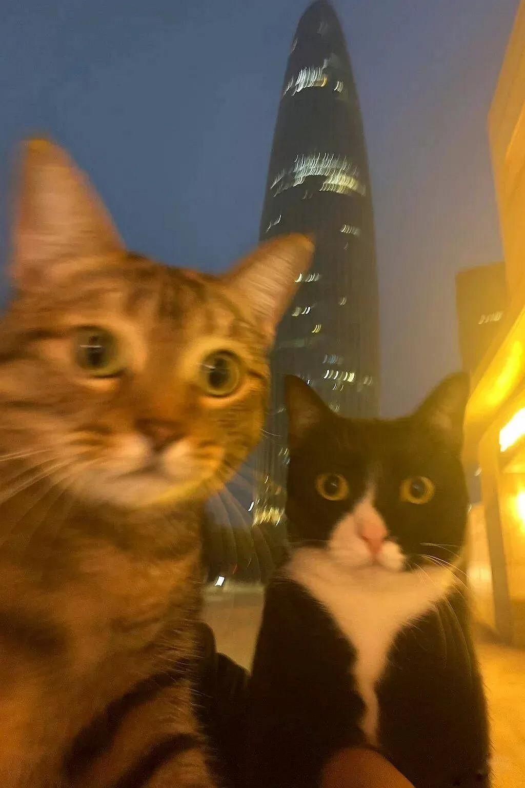 說實話！最近網路爆火醜貓表情包、頭像人人都在頑梗！