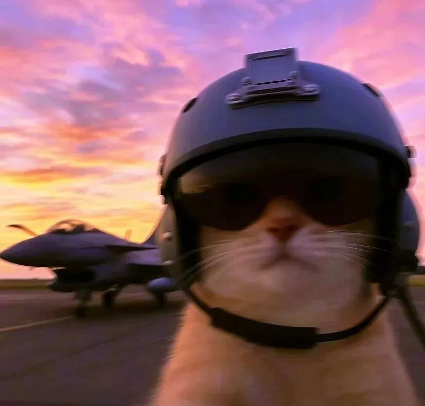 說實話！最近網路爆火醜貓表情包、頭像人人都在頑梗！