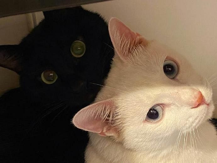 《英雄聯盟》兩字極品id高冷大全