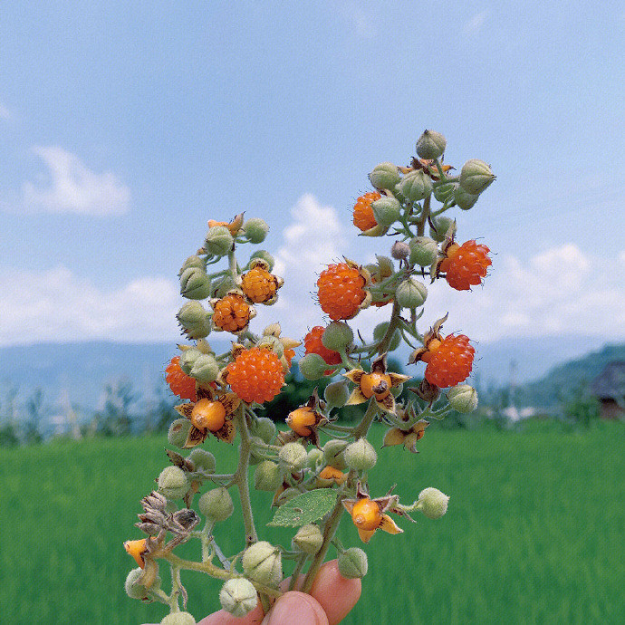 《英雄聯盟》森系暱稱小清新大全