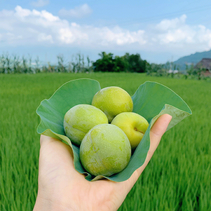 《英雄聯盟》森系暱稱小清新大全