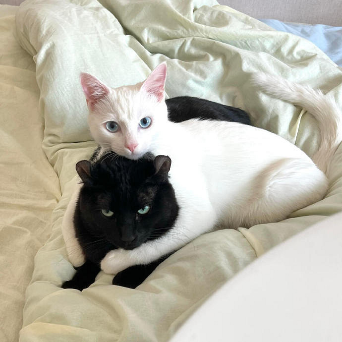 《英雄聯盟》兩字極品id高冷大全