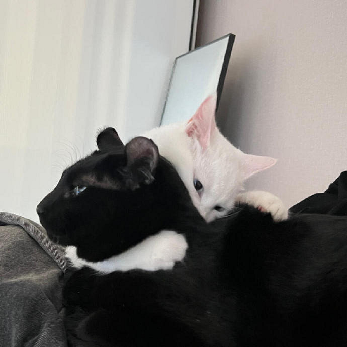 《英雄聯盟》兩字極品id高冷大全