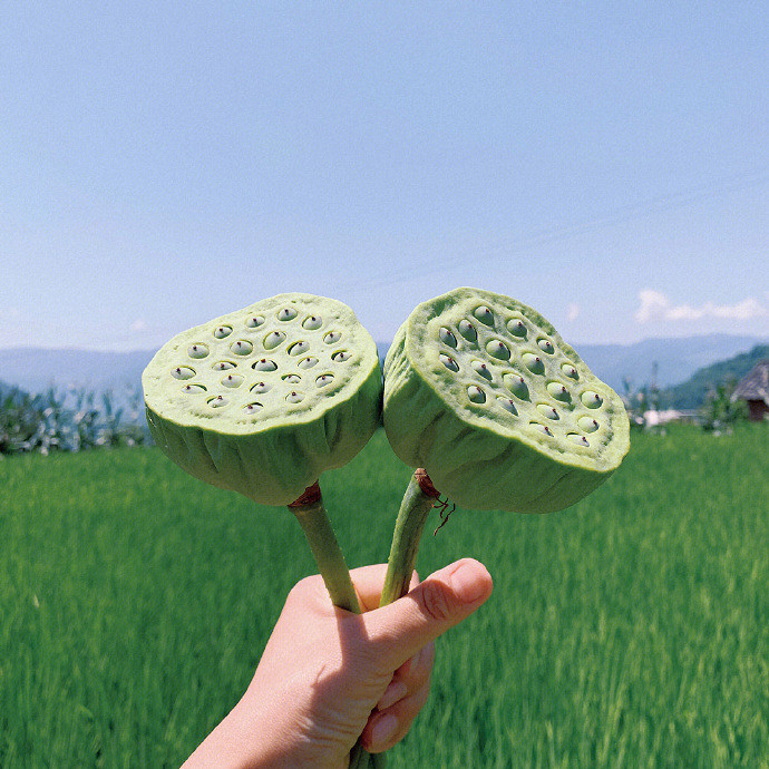 《英雄聯盟》森系暱稱小清新大全