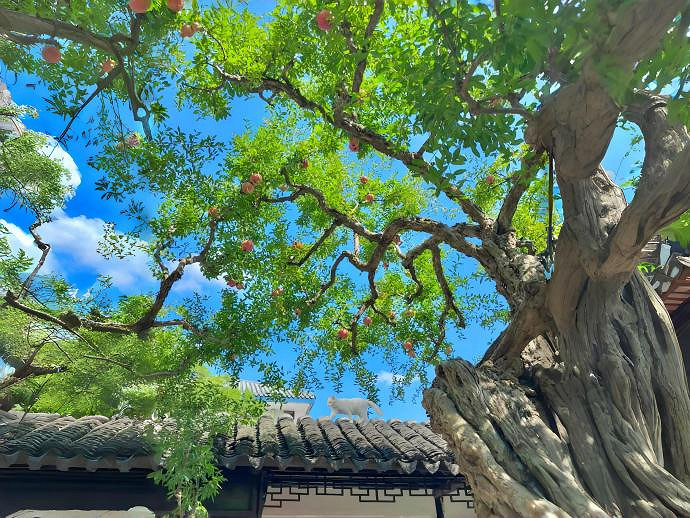 《英雄聯盟》慵懶ins治愈系暱稱分享 《英雄聯盟》慵懶ins治愈系暱稱分享