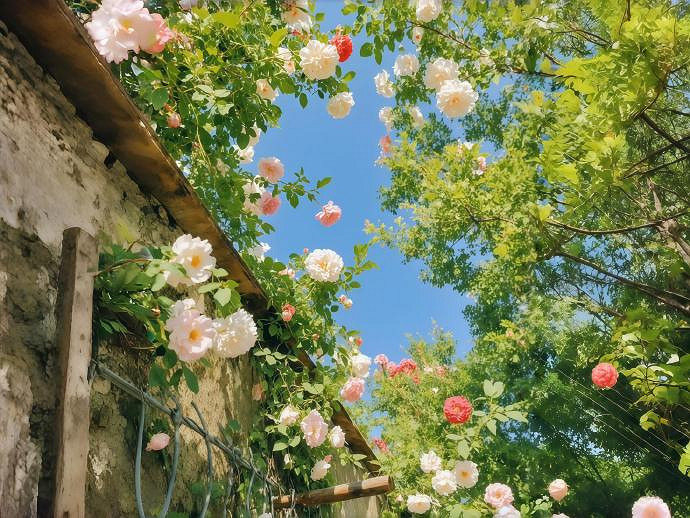 《英雄聯盟》慵懶ins治愈系暱稱分享 《英雄聯盟》慵懶ins治愈系暱稱分享