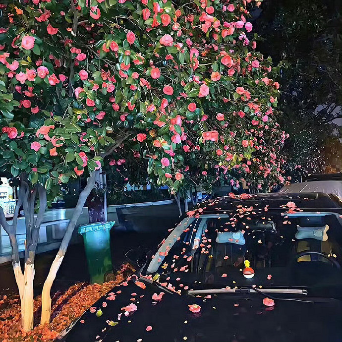 《英雄聯盟》灑脫隨性淡然的名字大全