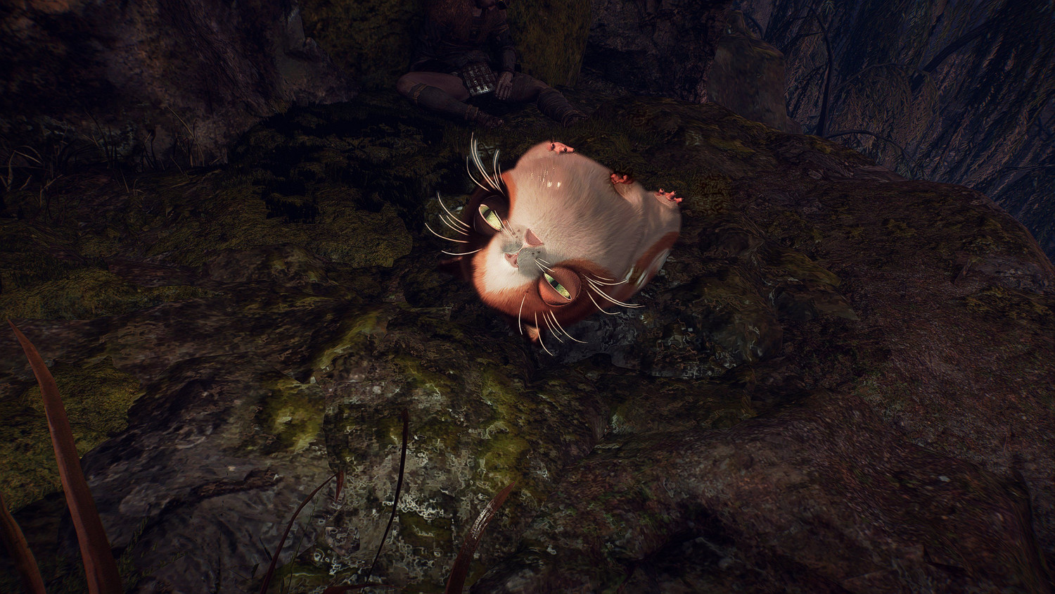 老熟人來了!《仁王3》官宣"萌物":可擼貓型妖怪登場 老熟人來了!《仁王3》官宣"萌物":可擼貓型妖怪登場