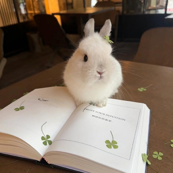 《英雄聯盟》高能量旺磁場的暱稱一覽