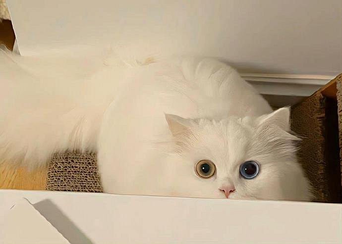 《英雄聯盟》超級冷門小眾的寓意網名ID一覽