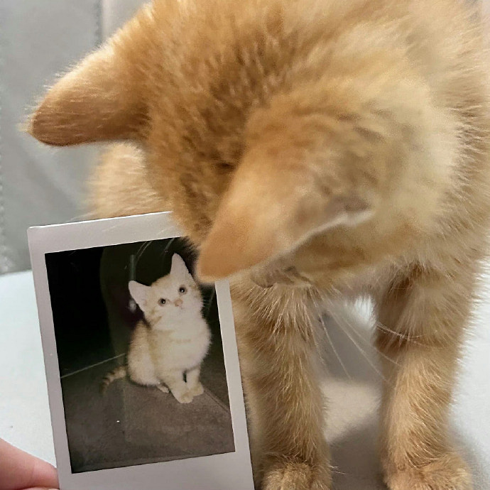 《英雄聯盟》一秒淚崩emo網名介紹