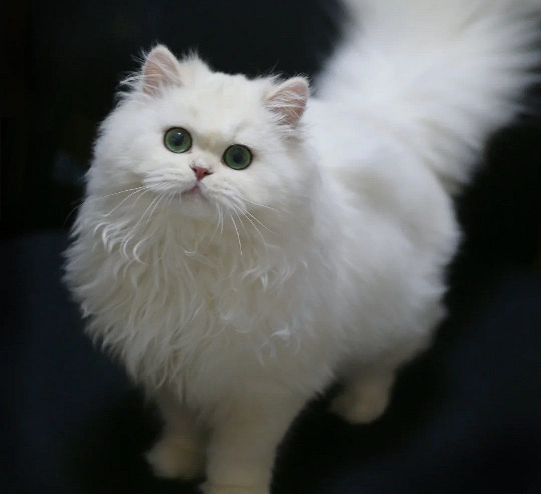 盤點遊戲生物之大狗和小貓 盤點遊戲生物之大狗和小貓