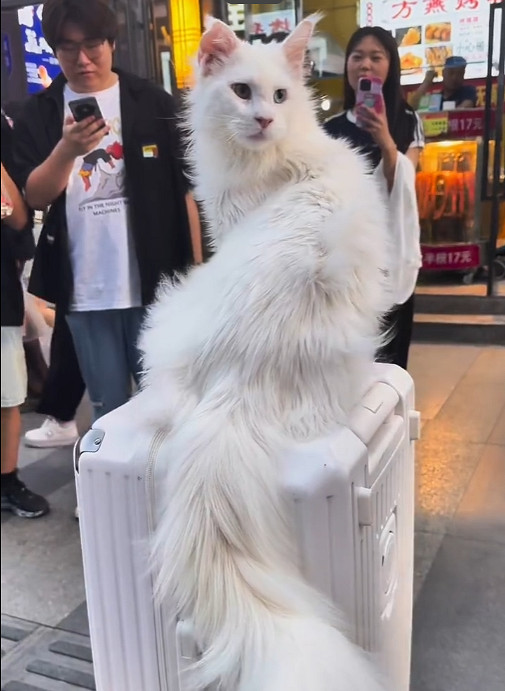 盤點遊戲生物之大狗和小貓 盤點遊戲生物之大狗和小貓