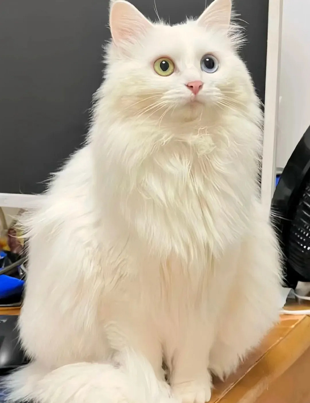 盤點遊戲生物之大狗和小貓 盤點遊戲生物之大狗和小貓