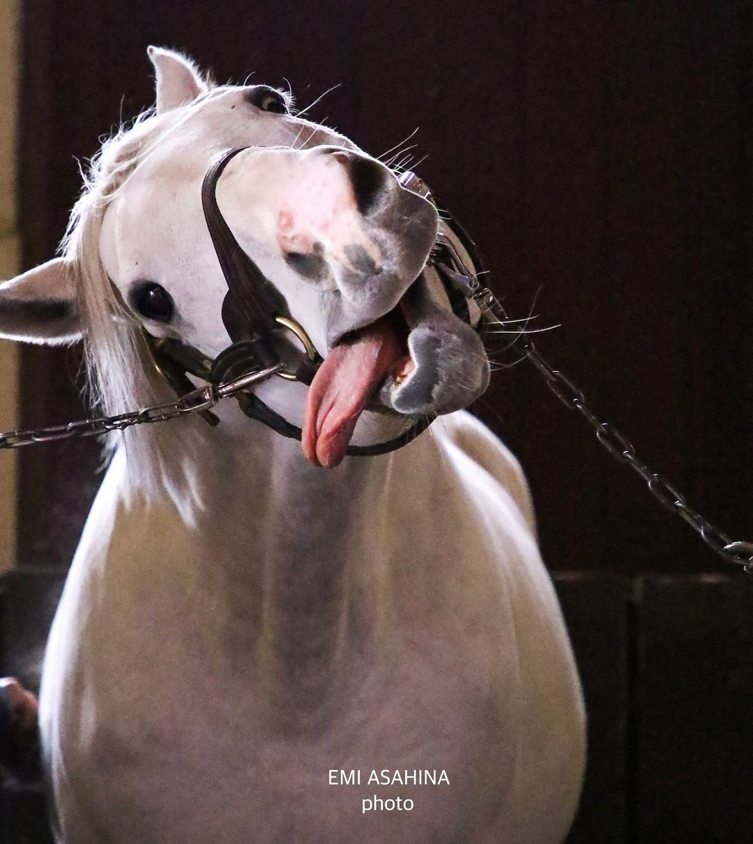 《賽馬娘》官方呼籲粉絲文明參觀馬場 遵守牧場規定！