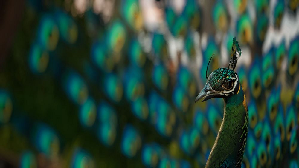 以11世紀南印度為背景的動作遊戲《坦賈之子》宣傳片 以11世紀南印度為背景的動作遊戲《坦賈之子》宣傳片