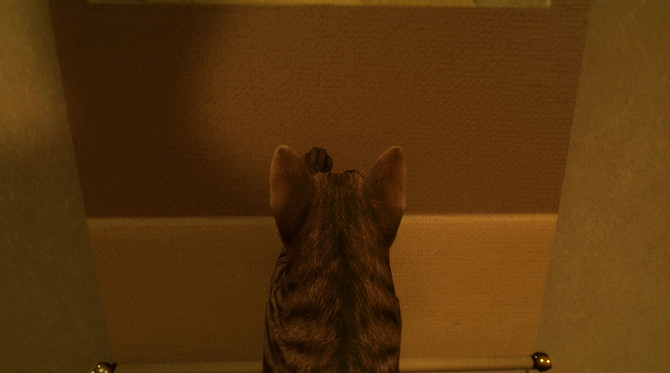 哈基米恐怖遊戲《貓還在逃嗎?》官方辟謠“已停止開發” 哈基米恐怖遊戲《貓還在逃嗎?》官方辟謠“已停止開發”