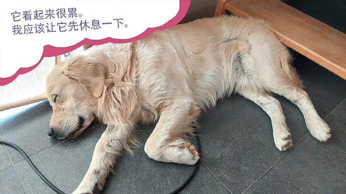 終於能雲養狗了!"真狗"互動模擬遊戲上線Steam頁面 終於能雲養狗了!"真狗"互動模擬遊戲上線Steam頁面