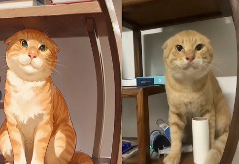 耄耋大戰Mur貓，奇怪的皮膚又增加了